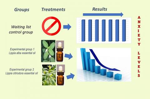 Graphical Abstract