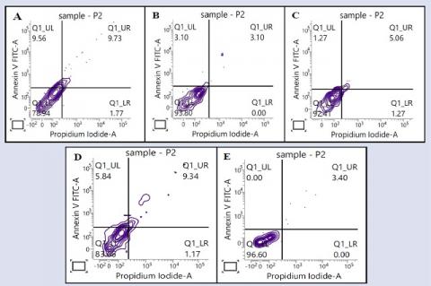 Effect of SF3 on apoptosis and necrosis of HT-29 cells.