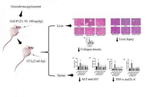 Graphical Abstract