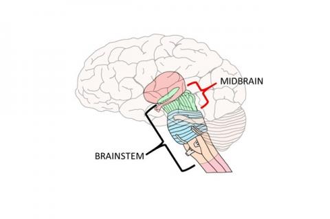 Graphical Abstract