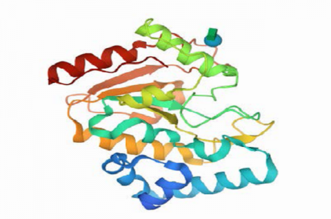 Prepared structure of HSV-1 target protein receptors (a) 2C56, (b) 2GV9 (c) 1OF1, (d) 6BM8.
