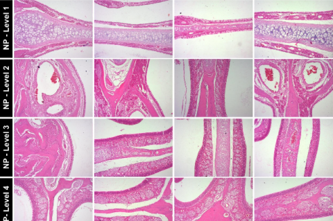 Photomicrograph of representative sections of nasal passage of rats at level 1 to level 4 in rats during 90‑day repeated dose nasal toxicity study. (H&E, x40), NP – Nasal Passage, M- Male, F- Female, VC- Vehicle control (G1), IND02-NS-100 (G4).