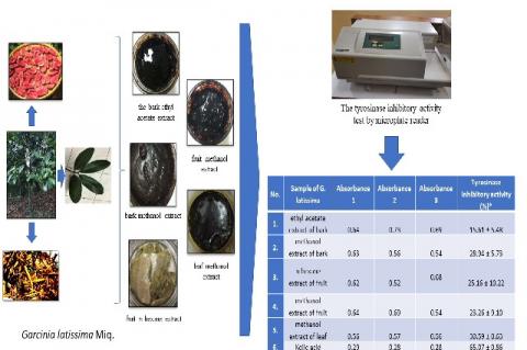 Tyrosinase Inhibitory Activity of Garcinia latissima Miq. Extracts