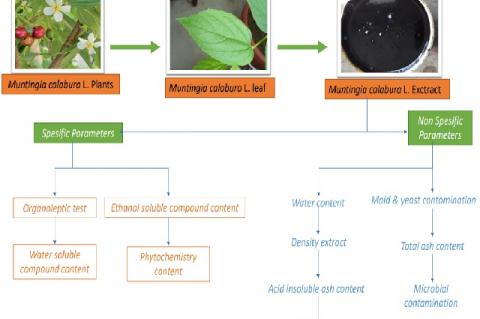 Specific and Non-Specific Parameters Standardization of Ethanolic 96% Extract of Kersen Leaves (Muntingia calabura L.)