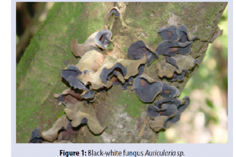 Black-white fungus Auricularia sp.