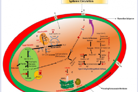 Parasite targets for intervention. A) Heme detoxification pathways in the intra-erythrocytic cycle and