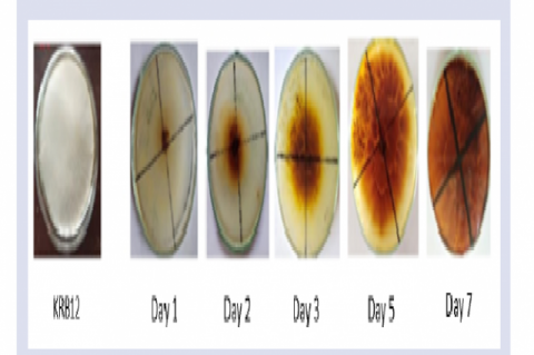 Colour changes in the Bavendamm test using gallic acid on KRB12 isolates.