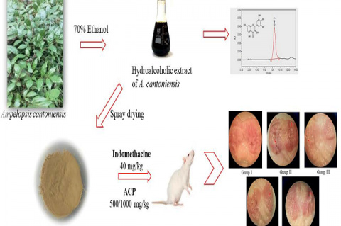 GRAPHICAL ABSTRACT