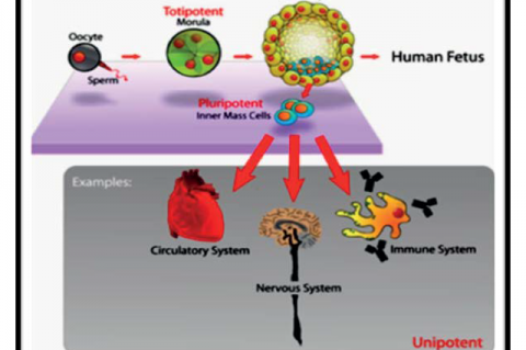 Stem cell differentiation potential.