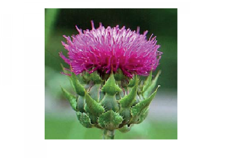 Silybum marianum (Asteraceae family).