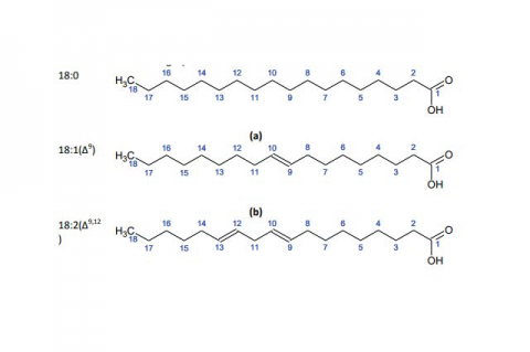 Fatty acid structure (a) stearic acid (b) oleic acid (c) linolenic acid