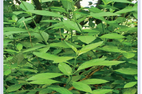 The leaves samples of R. nasutus.