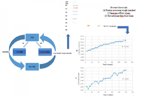 Graphical Abstract