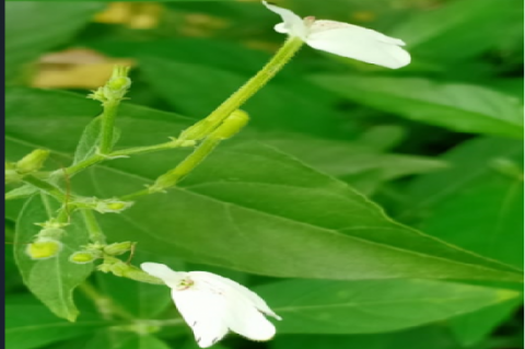 R. nasutus flower sample.