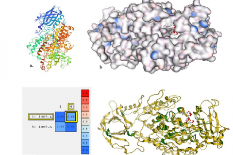 The 3D structure of oxidative stress markers a) Lipooxygenation (1HU9), b) LOX active site, c)