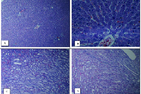 A and B; Rat liver from the hexane-3000 group demonstrating normal histological structure of the central vein (CV)