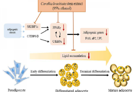 Graphical Abstract