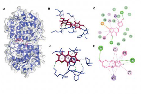 Interaction between naringenin and psoralen with tyrosinase,