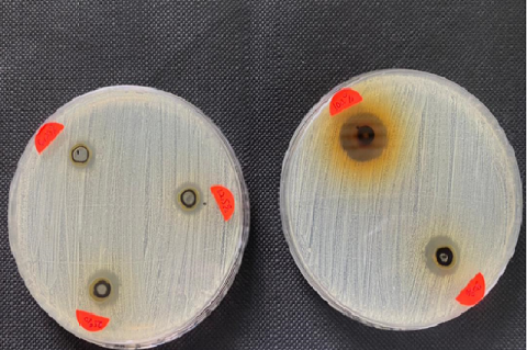 Inhibition zone of bacteria growth in various concentration.