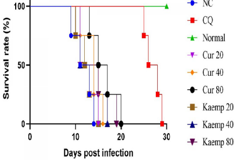 Survival rate after curcumin and kaempferol administration in P. berghei ANKA-infected mice