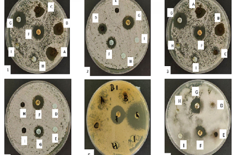 Diffusin test results of S.siamea, A. 1000ppm, B. 500ppm, C. 250ppm, D. 125ppm, E. 62.5ppm