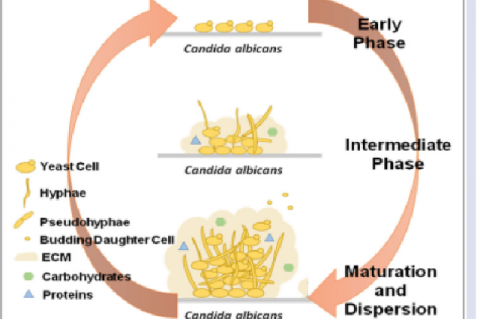 Candida albicans biofilm formation cycle. Source: Data taken from Cavalheiro and Teixeira, 2018.
