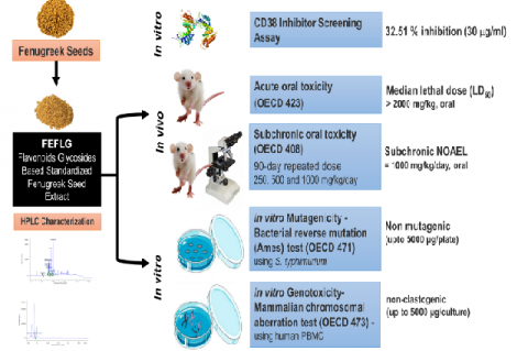 Graphical  Abstract  