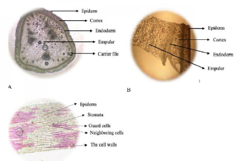 Microscopic results of B. rubra L. stem; (A) Transverse cross -section; (B) Longitudinal cross -section;