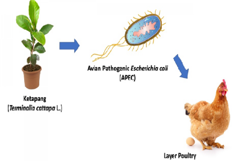 Graphical  Abstract  