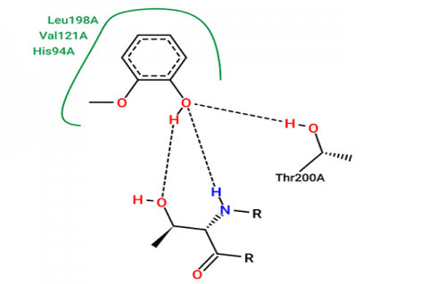 Visualization of the interaction between Guaiacol and Carbanoic Anhydrase II