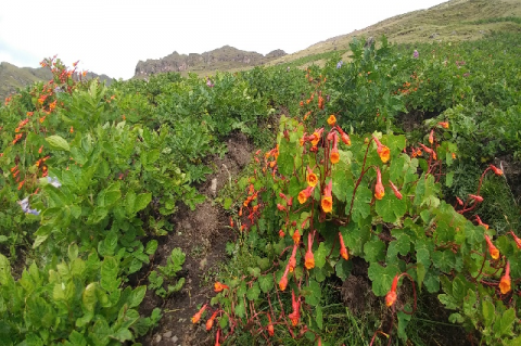 Mashua cultivation fields in Iquicha location, Ayacucho Region – Peru (S.E. Lat. 586371.04; S.W. Long. 8513193.58) at 3 609 masl