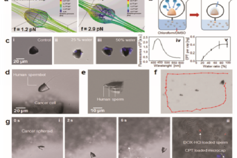 Proposed 3D-nanoprinted carriers for the close delivery of a single or several human sperm to cancerous lesions