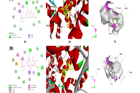 Docking of Chrysin with COX-1 protein. Figures 1a,1b and 1c represent 2D structure, 3D structure and H-bond interacting surface, respectively.