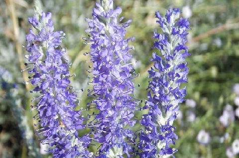 Veronica incana grows in Mongolia Figure