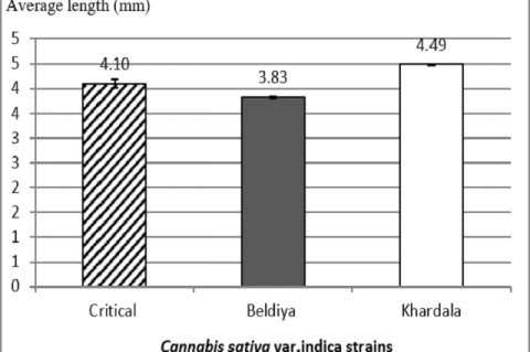 Average achene length of Cannabis sativa var. indica strains.