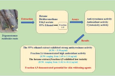 GRAPHICAL ABSTRACT