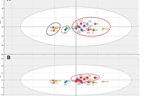 PCA scatter score plot indicating the three clusters of the commercial products (A) and the products (red) grouped with the standard M. oleifera extract (s) indicating possible good quality (B). P13 and P16 at peak numbers 13 and 14.