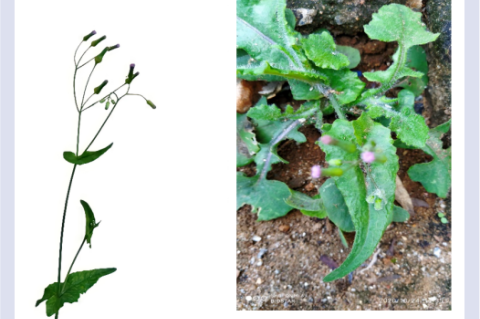 [A]- Emilia sonchifolia habit [B]- Emilia sonchifolia habitat.