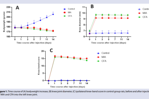 Time course of (A) bodyweight increase, (B) knee joint diameter, (C) ipsilateral knee-bend score in control group rats, before and after injection  of MIA and CFA into the left knee joint.