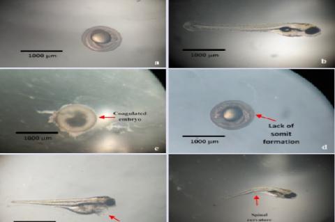 Examples of zebrafish conditions. Healthy: (a) negative control 24 hpf, (b) negative control 96 hpf, (c) Positive control (Dichloroaniline 4 mg/l), Characters appeared in the zebrafish embryo after 96 hpf (observation zebrafish embryo classification deemed dead according to the OECD, 2013), (d) 500 ppm 24 hpf (lack of somit formation), (e) 1000 ppm 96 hpf (pericardial edema), (f) 300 ppm 96 ppm (scoliosis)