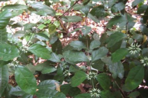 Photograph showing the whole plant and leaves of Psydrax horizontalis growing in Nsukka Habitat