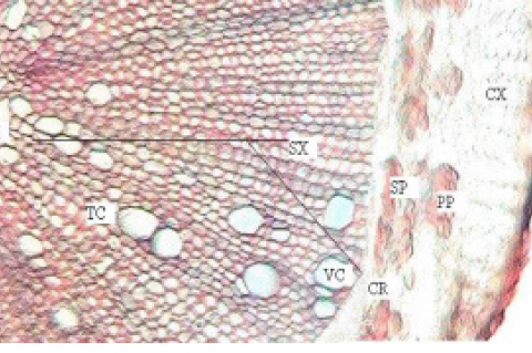 Sectorial T.S of root of Anthocephalus cadamba