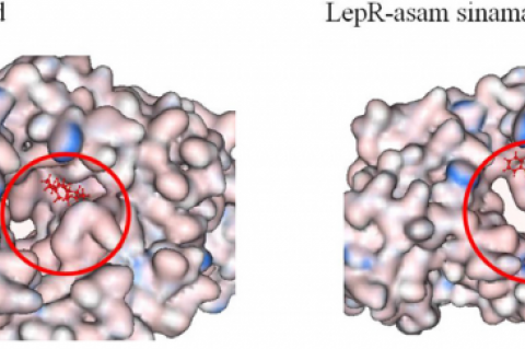 Complex of LepR-ligands (Benzaldehyde and cinnamic acid) in catalytic side