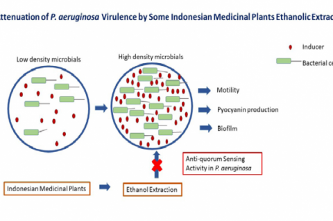 GRAPHICAL ABSTRACT