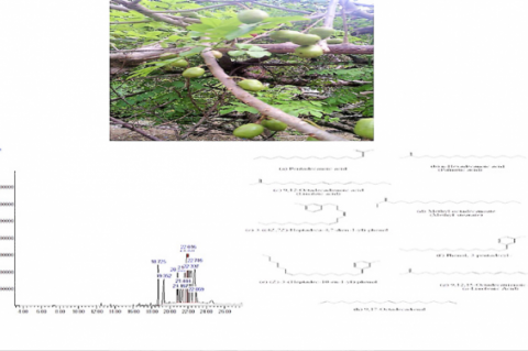 GRAPHICAL ABSTRACT