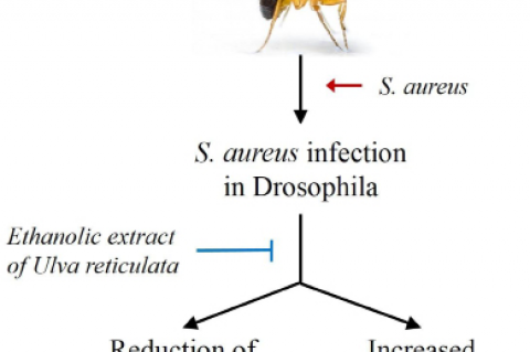 GRAPHICAL ABSTRACT