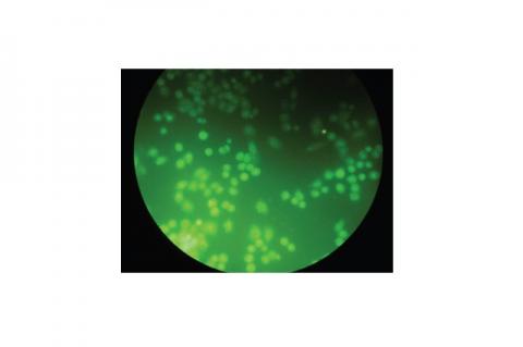 Fluorescence color of cell control after 24 hours incubation. Green fluorescence of viable cells (100x magnification).