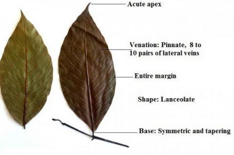 Uvaria narum (Duall) Wall leaf.