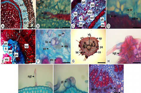 Cross-sections of the root, stem and petiole of Croton cordiifolius Baill. Root: A. general view. B. crystals and starch. Stem: C. cortical region. D. crystals and starch. E,F. medullar region and vascular system. Petiole: G. general view. H. stellate trichome. I. simple trichome. J. glandular trichome. K. crystals and starch. co: collenchyma, dr: druse, ep: epidermis, fi: fiber, gt: glandular trichome, lat: laticifer, lic: lignified cell, ngt: non-glandular trichome, pa: parenchyma, pc: prismatic crystal, 