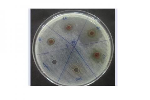 Antimicrobial assay by well diffusion on five flower extracts of T.populnea L. on C.albicans